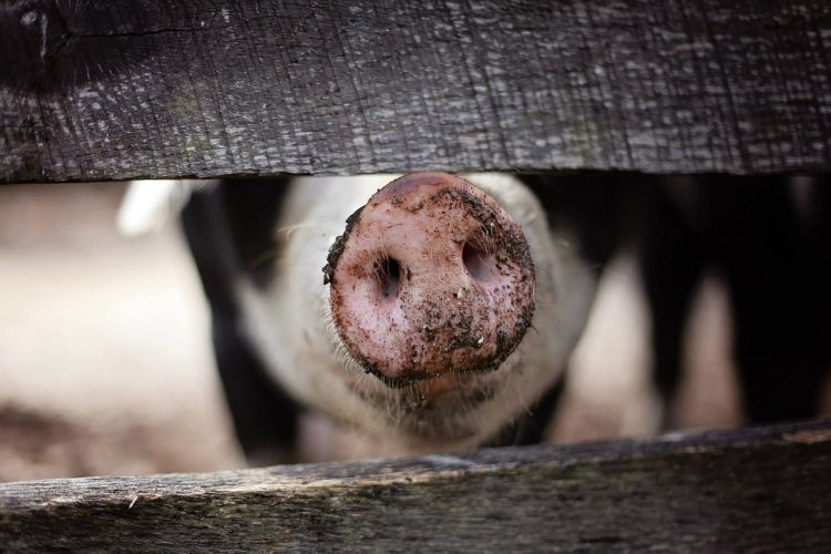 Wiltshire farming business fined £25K over poor treatment of pigs