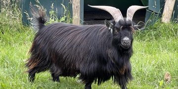 Searches after pygmy goat vanishes from field near Chippenham