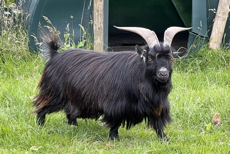 Searches after pygmy goat vanishes from field near Chippenham