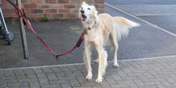 ‘Old man’ wanted by police after child bitten by dog outside Tesco