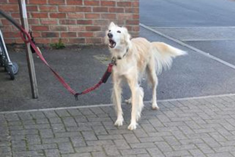 ‘Old man’ wanted by police after child bitten by dog outside Tesco