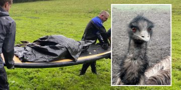 Body of missing Emu from Malmesbury recovered from river