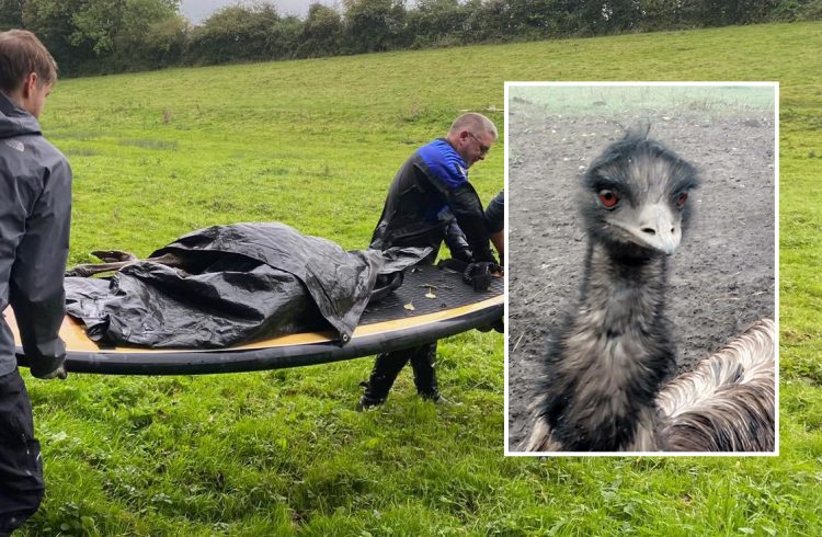 Body of missing Emu from Malmesbury recovered from river