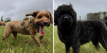 Dogs escape from van during crash in Cotswold Water Park