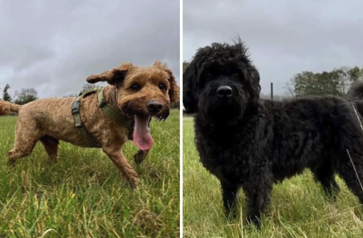 Dogs escape from van during crash in Cotswold Water Park