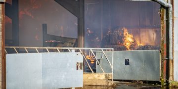 50 cows rescued from major barn blaze in rural Wiltshire