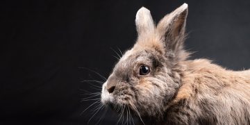 Seven rabbits found in middle of Trowbridge road handed into vets