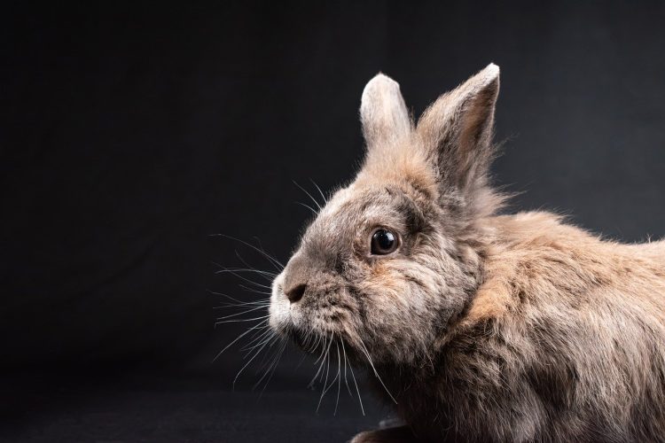 Seven rabbits found in middle of Trowbridge road handed into vets