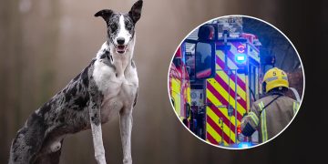 Dog goes missing after house fire in Royal Wootton Bassett