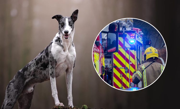 Dog goes missing after house fire in Royal Wootton Bassett