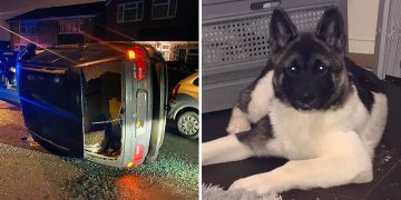 Dog killed after BMW overturns in Swindon police pursuit