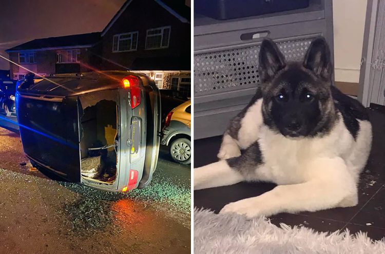 Dog killed after BMW overturns in Swindon police pursuit