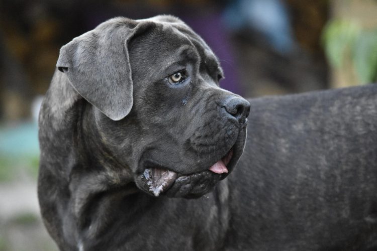 Police launch investigation after dog attack at Calne kebab van