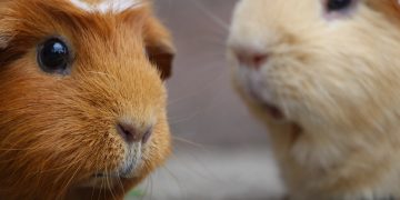 Pets at Home stop sale of guinea pigs over deadly infection fears