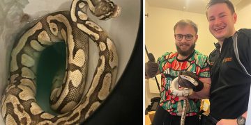 Swindon council staff catch snake after it climbed out of toilet