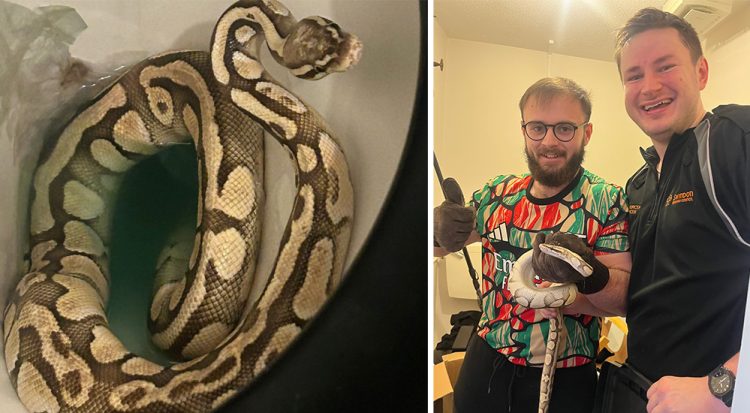 Swindon council staff catch snake after it climbed out of toilet