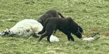 Dogs ‘rip lamb out of pregnant sheep’ in Wiltshire countryside attack