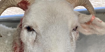 Pregnant sheep has ear ripped off in dog attack on Wiltshire farm