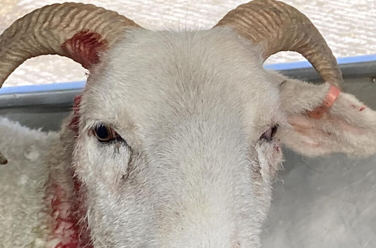 Pregnant sheep has ear ripped off in dog attack on Wiltshire farm
