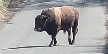 Police race to contain bull after escape from field near Amesbury
