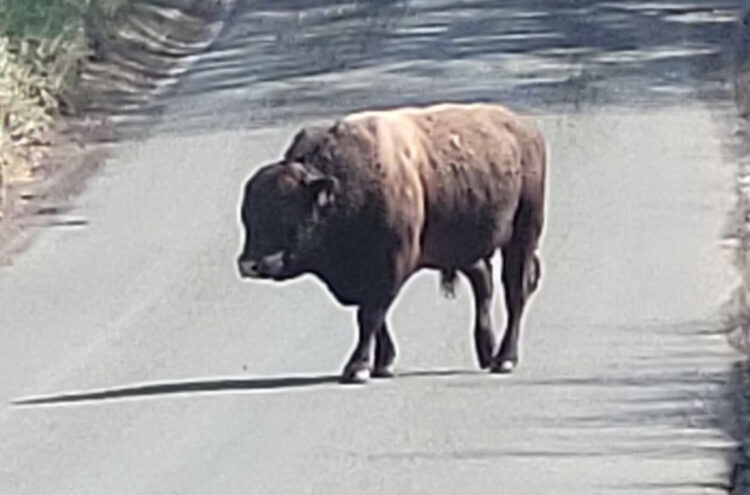 Police race to contain bull after escape from field near Amesbury