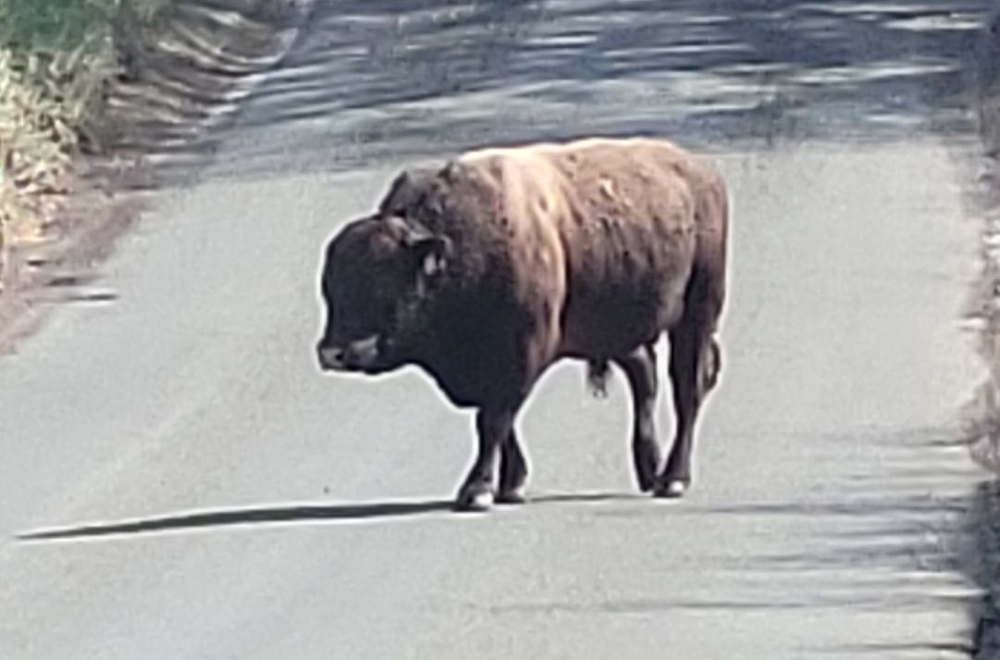 Police race to contain bull after escape from field near Amesbury