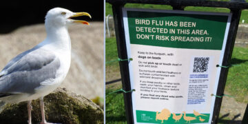 Dogs at risk as Wiltshire Council confirm dead seagull had bird flu