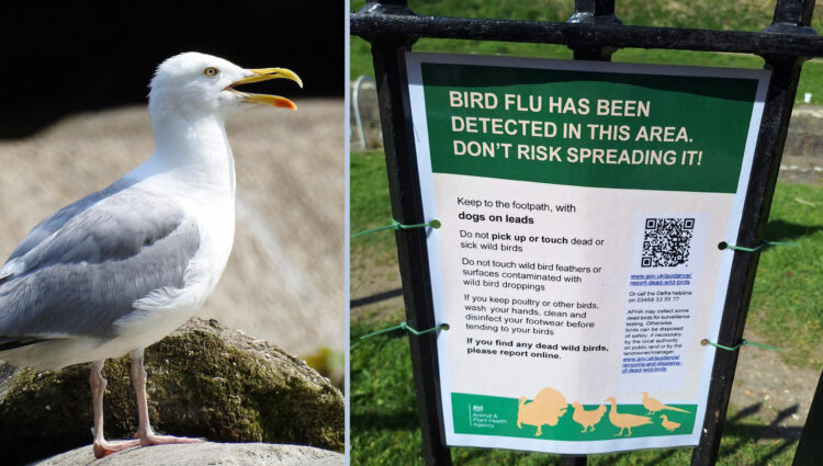 Dogs at risk as Wiltshire Council confirm dead seagull had bird flu