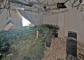 Police seize dozens of cannabis plants after raiding Swindon home