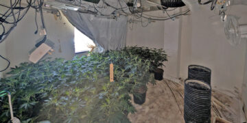 Police seize dozens of cannabis plants after raiding Swindon home