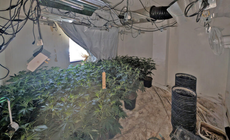Police seize dozens of cannabis plants after raiding Swindon home