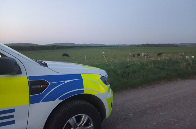 Sheep dead and others injured in dog attack near Swindon