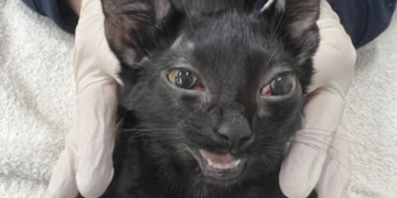 Swindon man ‘hit kitten Grimz so hard he had to be euthanised’