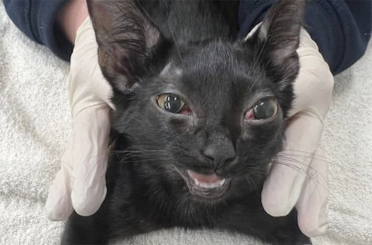 Swindon man ‘hit kitten Grimz so hard he had to be euthanised’