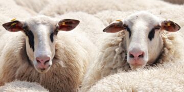 13 sheep missing from field near A419 for two weeks, police say