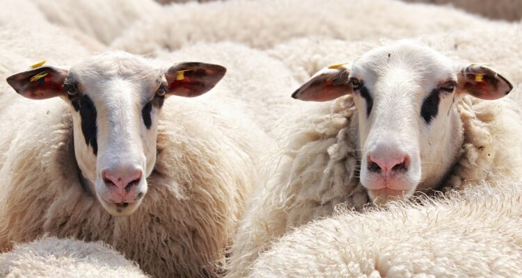 13 sheep missing from field near A419 for two weeks, police say