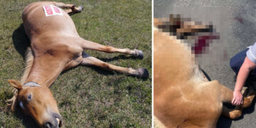 Pony dies after crash in New Forest as kind passersby comfort her