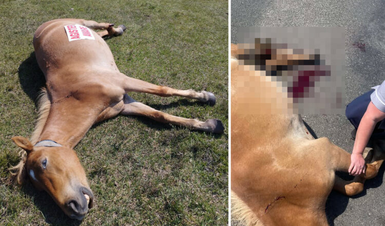 Pony dies after crash in New Forest as kind passersby comfort her