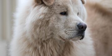 Council prosecute third dog owner over breach of microchip law