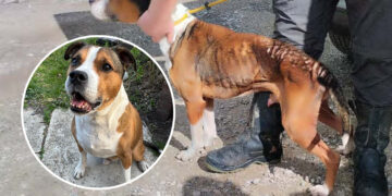 Abused Calne dog rehomed after recovery as ex-owner convicted