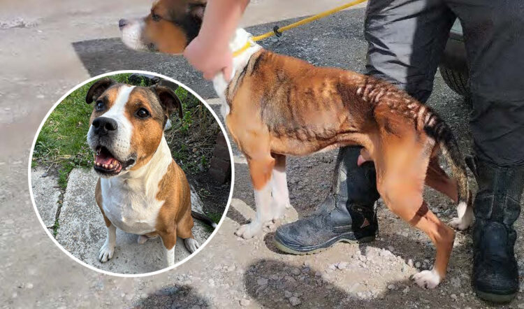 Abused Calne dog rehomed after recovery as ex-owner convicted
