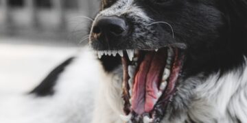 Swindon postcode among UK’s worst for dog attacks on postal staff