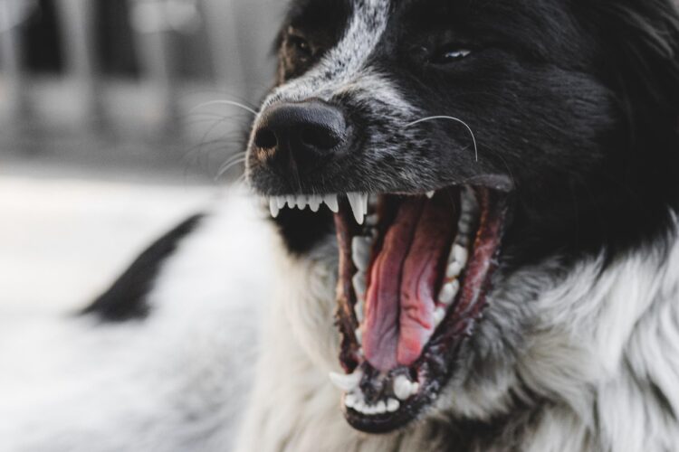 Swindon postcode among UK’s worst for dog attacks on postal staff