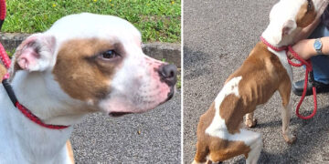 Wiltshire Council on the hunt for owner of malnourished dog