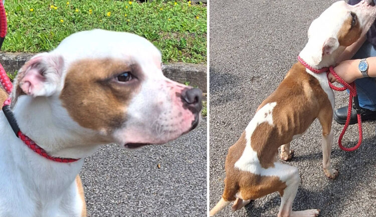 Wiltshire Council on the hunt for owner of malnourished dog