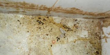 Judge orders closure of Swindon kebab shop over rat infestation