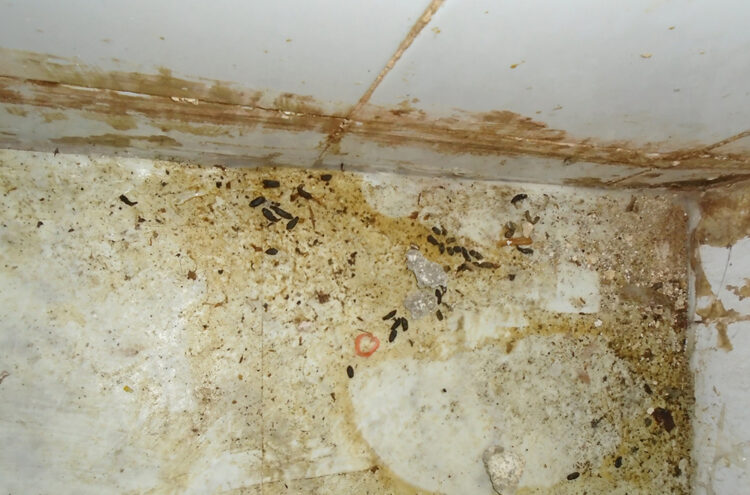 Judge orders closure of Swindon kebab shop over rat infestation