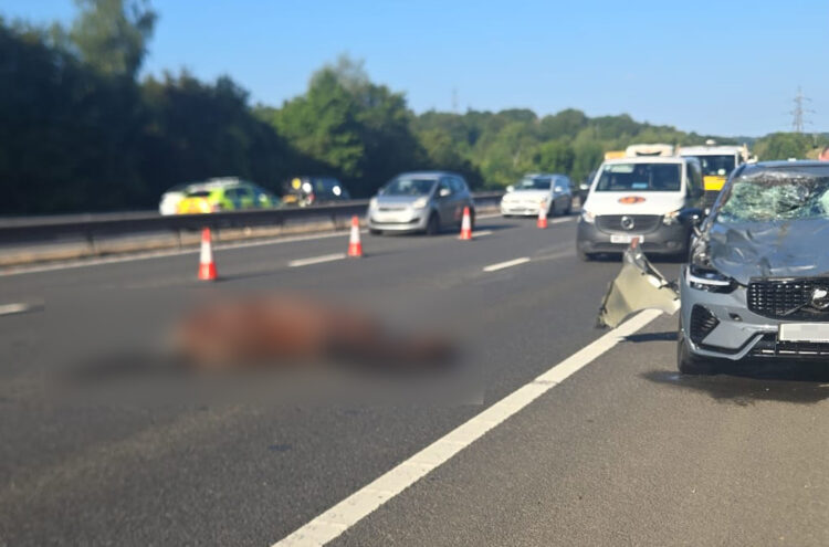 Horror scenes on M4 near Wiltshire as horse hit and killed in crash