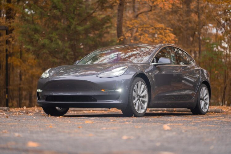 Tesla in woodland