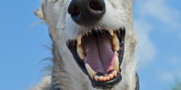 Delivery driver ‘severely’ bitten on both hands by dog in Calne